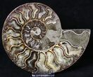 Split Agatized Ammonite - Million Years #18831-1